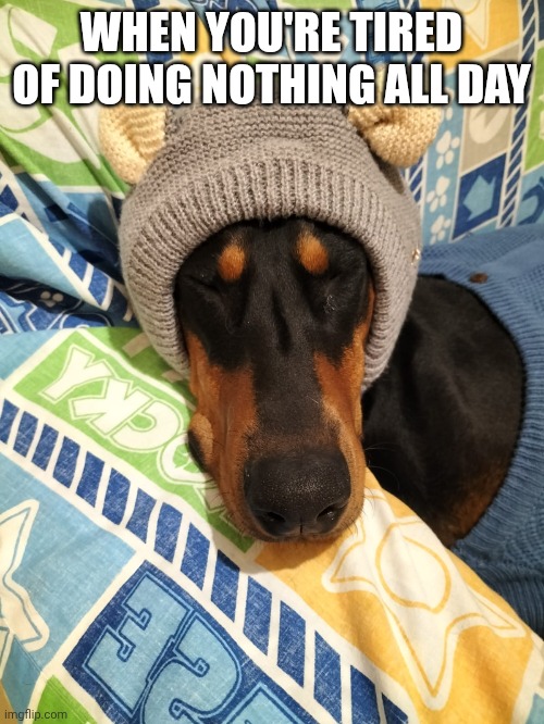 Sleepy lolly | WHEN YOU'RE TIRED OF DOING NOTHING ALL DAY | image tagged in cute dog,funny animals,funny memes | made w/ Imgflip meme maker