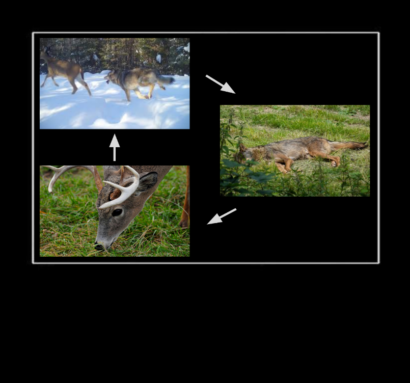Wolf-Deer-Grass Circle of Life Blank Meme Template