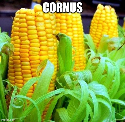 CORN meme | CORNUS | image tagged in corn meme | made w/ Imgflip meme maker