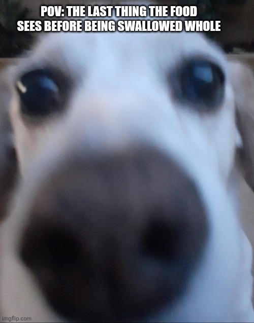 POV: THE LAST THING THE FOOD SEES BEFORE BEING SWALLOWED WHOLE | image tagged in meme,fun,fun stream,dog meme,funny animals,cute dog | made w/ Imgflip meme maker
