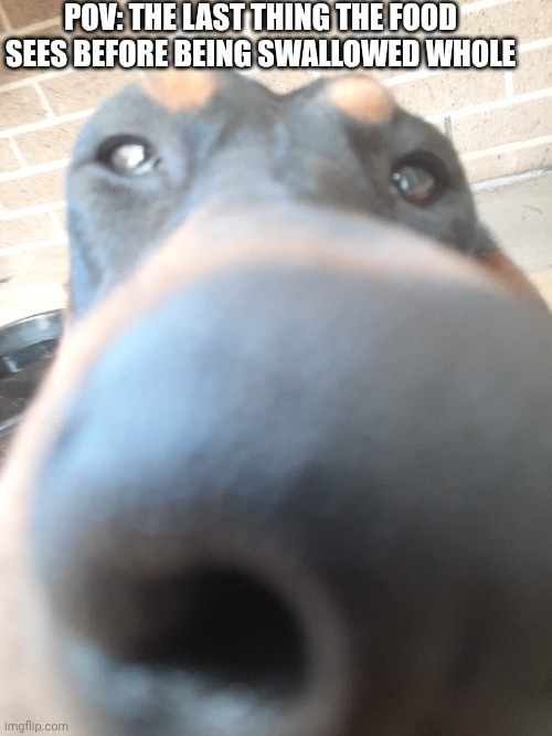 POV: THE LAST THING THE FOOD SEES BEFORE BEING SWALLOWED WHOLE | image tagged in funny memes,funny animals,funny dogs | made w/ Imgflip meme maker