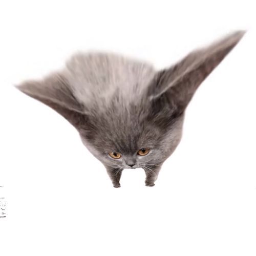 Oberezhnometano Blank Meme Template