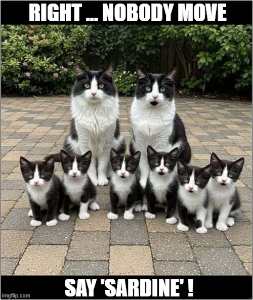 A Nice Family Photo | RIGHT ... NOBODY MOVE; SAY 'SARDINE' ! | image tagged in cats,kittens,photo,sardine | made w/ Imgflip meme maker