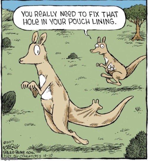 Speed Bump | image tagged in comics,speed bump,kangaroos | made w/ Imgflip meme maker