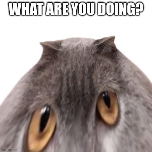 What are you doing? | WHAT ARE YOU DOING? | image tagged in oberezhnometano,cats,cat | made w/ Imgflip meme maker