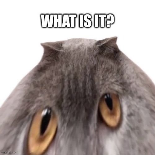 What is it? | WHAT IS IT? | image tagged in oberezhnometano,cats,cat,kotsiubiiv | made w/ Imgflip meme maker
