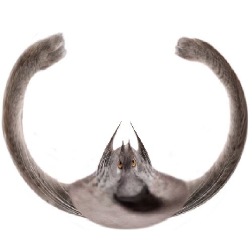 Neoberezhnometano Blank Meme Template