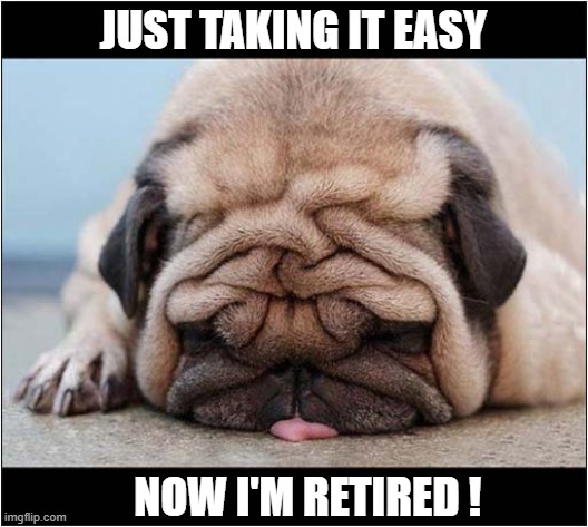 No More Monday Morning Blues ! | JUST TAKING IT EASY; NOW I'M RETIRED ! | image tagged in dogs,monday mornings,take it easy,retired | made w/ Imgflip meme maker