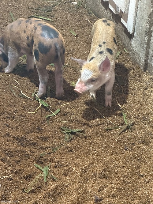 Y’all already know thehugepig™ but now get ready for thesmolpiglets™ | image tagged in memes,shitpost,thehugepig,thesmolpiglets | made w/ Imgflip meme maker