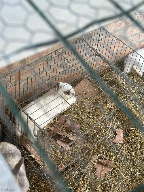 This guy has been here for about some days, i think he is lowkey depressed | image tagged in concerned,is he okay | made w/ Imgflip meme maker