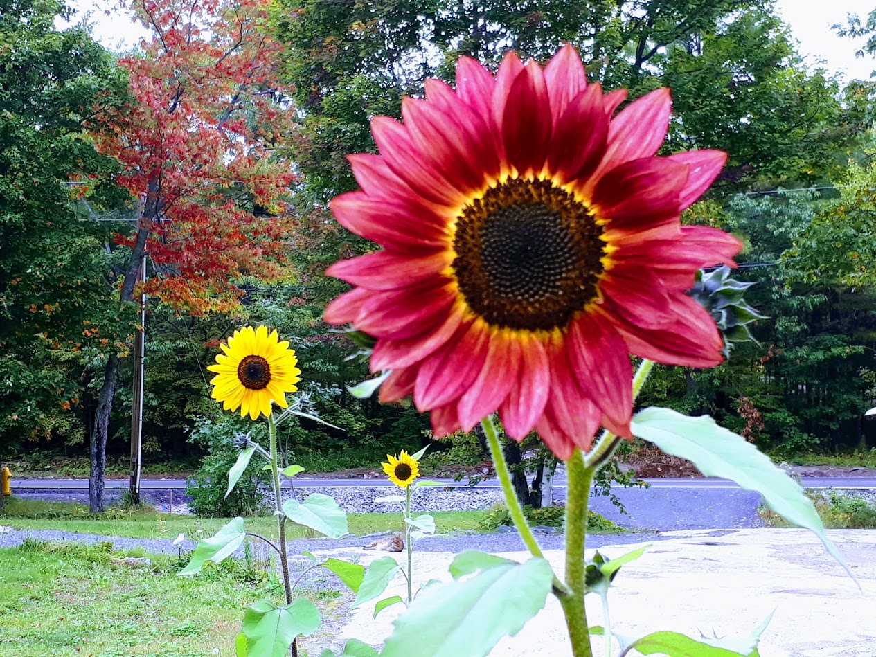 My Sunflowers Blank Meme Template
