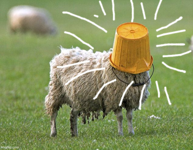 stupid sheep | image tagged in stupid sheep | made w/ Imgflip meme maker