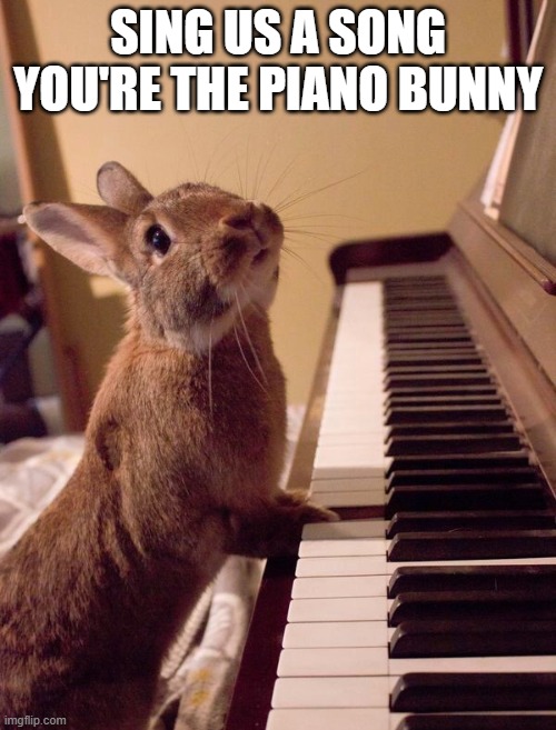 Piano Bunny | SING US A SONG YOU'RE THE PIANO BUNNY | image tagged in bunnies | made w/ Imgflip meme maker