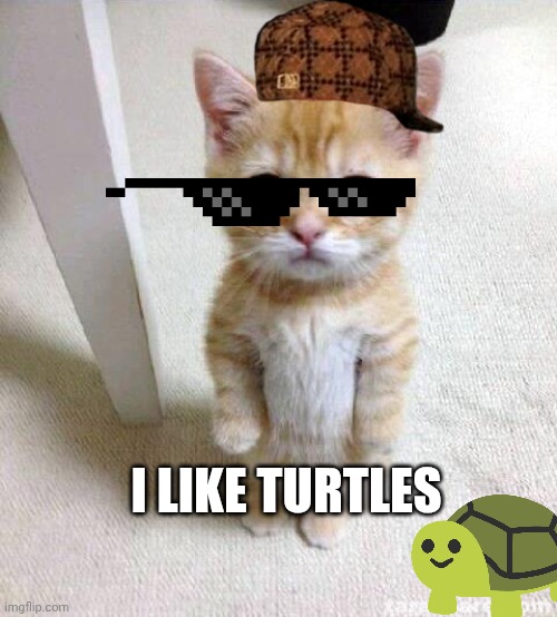 Cute Cat | I LIKE TURTLES | image tagged in memes,cute cat | made w/ Imgflip meme maker