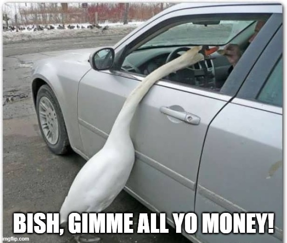 Swan Robbery | BISH, GIMME ALL YO MONEY! | image tagged in ducks | made w/ Imgflip meme maker