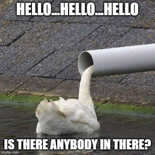 Comfortably Swan | HELLO...HELLO...HELLO; IS THERE ANYBODY IN THERE? | image tagged in ducks | made w/ Imgflip meme maker