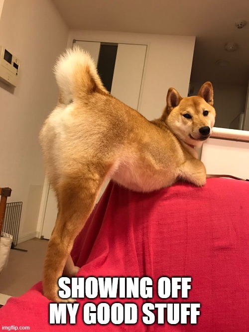 Stupid Sexy Dog | SHOWING OFF MY GOOD STUFF | image tagged in dogs | made w/ Imgflip meme maker