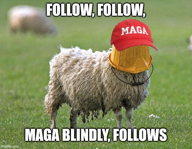stupid sheep | FOLLOW, FOLLOW, MAGA BLINDLY, FOLLOWS | image tagged in stupid sheep | made w/ Imgflip meme maker