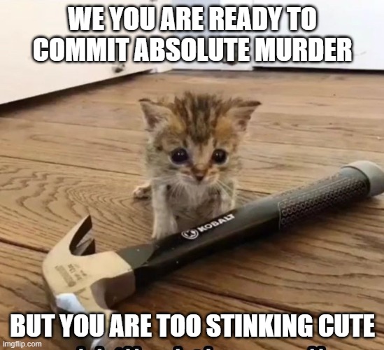 Murder Kitty | WE YOU ARE READY TO COMMIT ABSOLUTE MURDER; BUT YOU ARE TOO STINKING CUTE | image tagged in cats | made w/ Imgflip meme maker