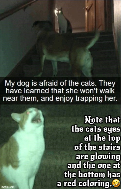 Note the eyes on both! No coincidence! | Note that the cats eyes at the top of the stairs are glowing and the one at the bottom has a red coloring.🤣 | image tagged in cats,funny cats,dogs,bullies,fear,trapped | made w/ Imgflip meme maker