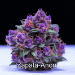 Purple Bud Spectacular! | image tagged in gifs,cannabis | made w/ Imgflip images-to-gif maker