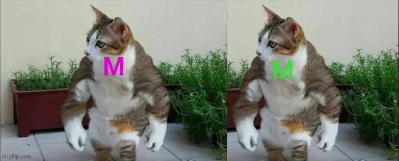 M M | image tagged in muscle cat | made w/ Imgflip meme maker