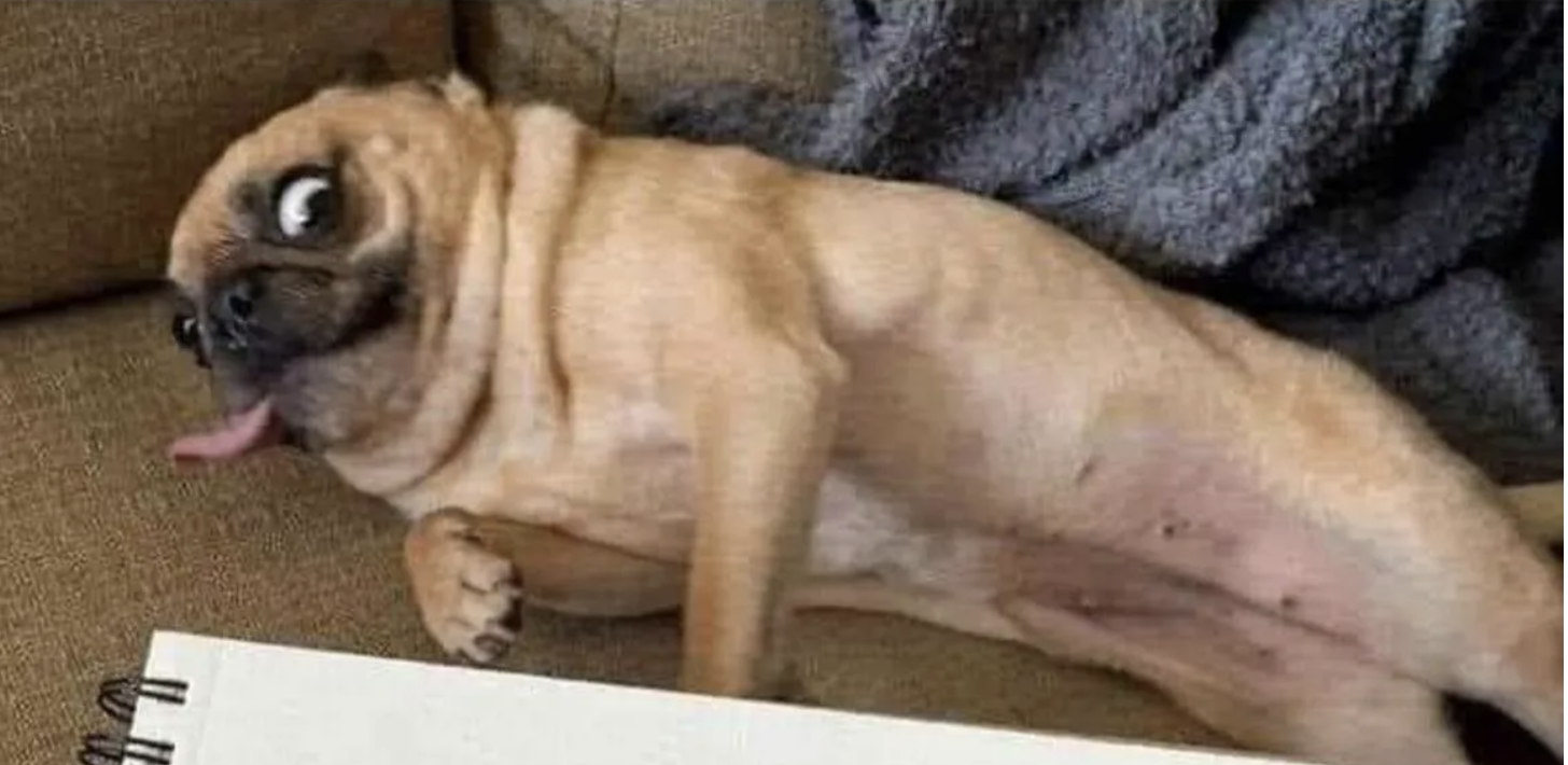 High Quality Ugly dog Blank Meme Template