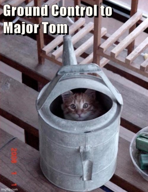 Major Tom | image tagged in cats,funny cats,kittens,song lyrics,david bowie,cute kitten | made w/ Imgflip meme maker