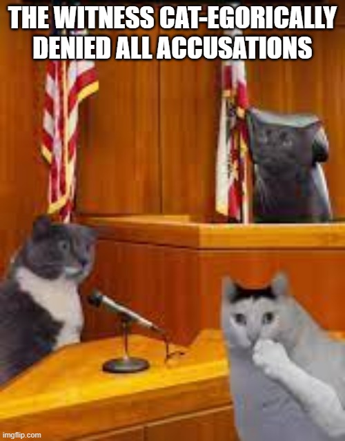 The witness cat-egorically denied all accusations.  - funny - | THE WITNESS CAT-EGORICALLY DENIED ALL ACCUSATIONS | image tagged in cats,funny,kittens,humor,play on words | made w/ Imgflip meme maker