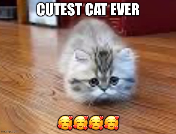 Sausage cat | CUTEST CAT EVER; 🥰🥰🥰🥰 | image tagged in cats,sausage | made w/ Imgflip meme maker