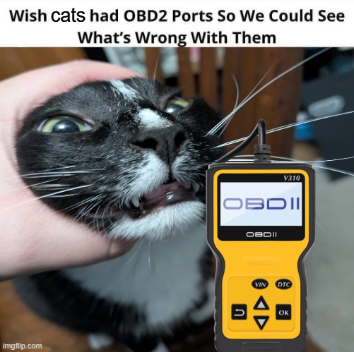cats | made w/ Imgflip meme maker