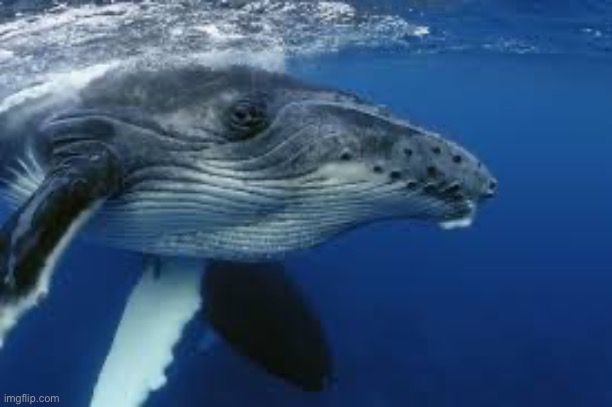 Skeptical Humpback Whale | image tagged in skeptical humpback whale | made w/ Imgflip meme maker