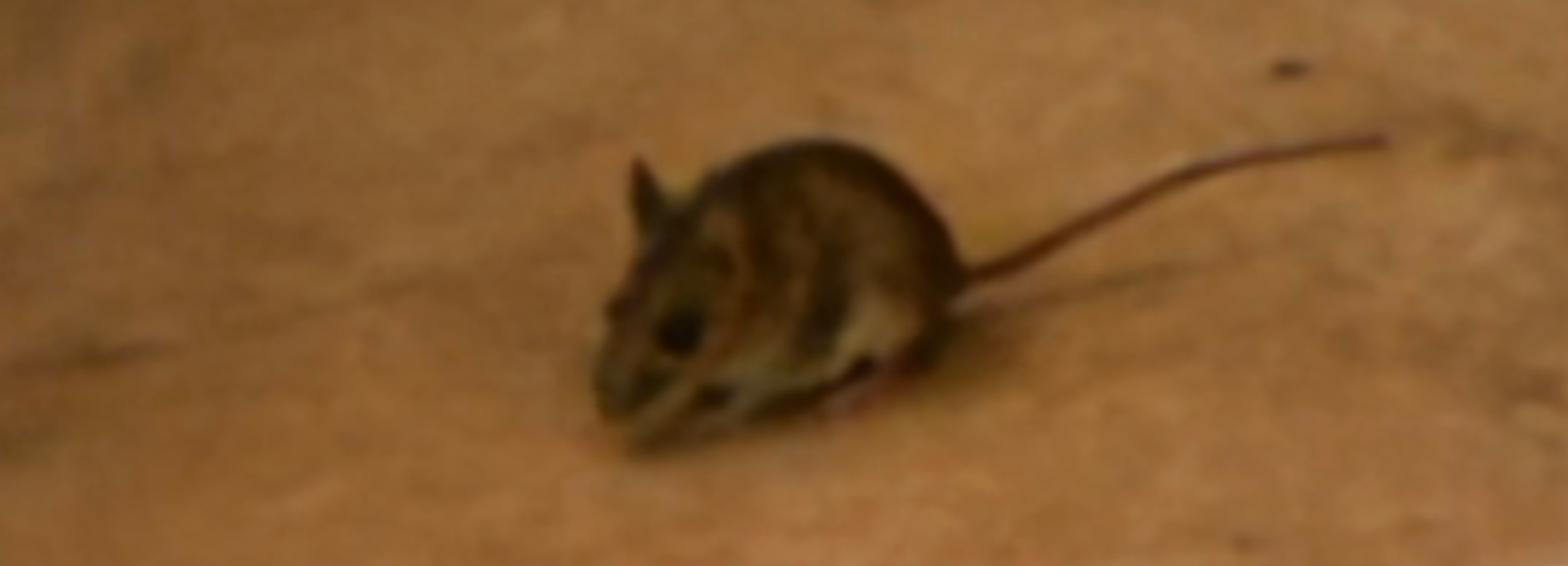 Idiot mouse Blank Meme Template