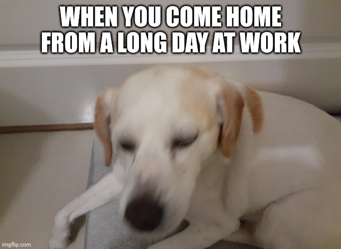 WHEN YOU COME HOME FROM A LONG DAY AT WORK | image tagged in funny animals,cute dog,work | made w/ Imgflip meme maker
