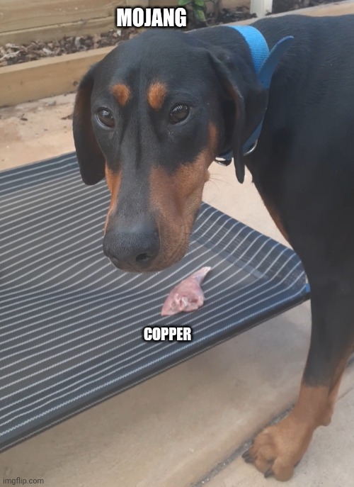 MOJANG; COPPER | image tagged in minecraft memes,minecraft,meme,memes,mojang,cute dog | made w/ Imgflip meme maker