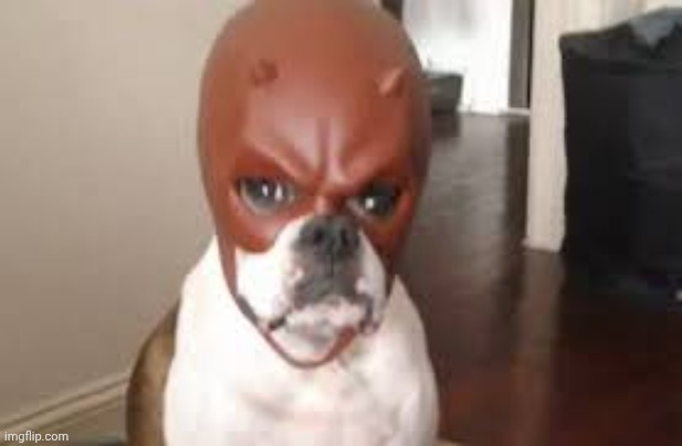 daredevil dog | image tagged in daredevil dog | made w/ Imgflip meme maker