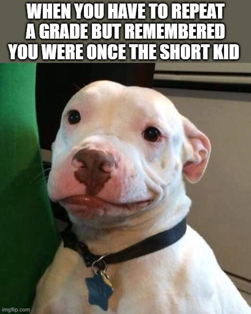 and no, I cannot relate to this | WHEN YOU HAVE TO REPEAT A GRADE BUT REMEMBERED YOU WERE ONCE THE SHORT KID | image tagged in at least dog | made w/ Imgflip meme maker