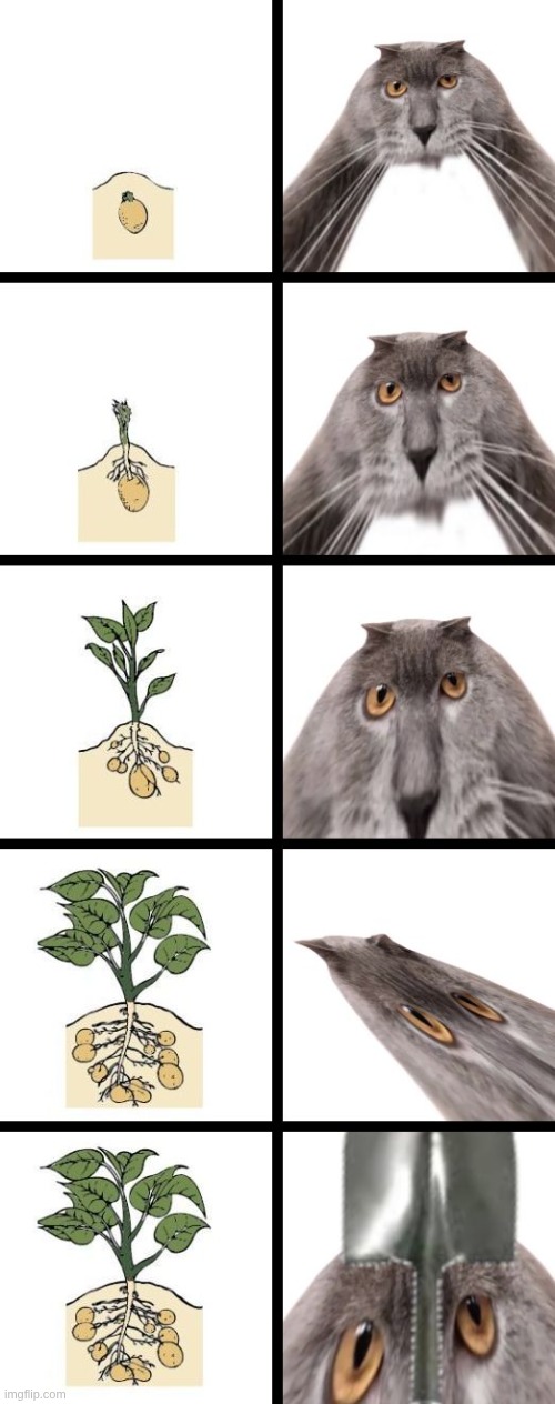 POV: Potato | image tagged in oberezhnometano,potato,food,plants,cats,kotsiubiiv | made w/ Imgflip meme maker