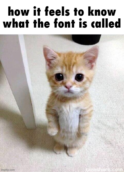 Cute Cat | how it feels to know what the font is called | image tagged in memes,cute cat | made w/ Imgflip meme maker