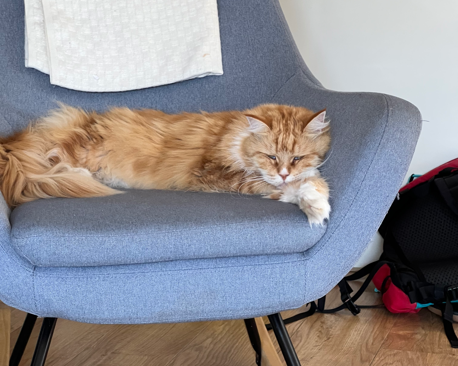D cat Blank Meme Template