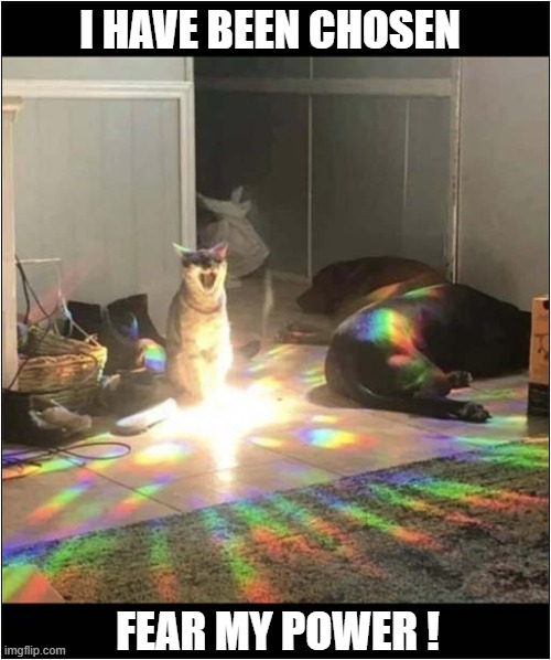 A Magical Cat ! | I HAVE BEEN CHOSEN; FEAR MY POWER ! | image tagged in cats,magical,spectrum | made w/ Imgflip meme maker