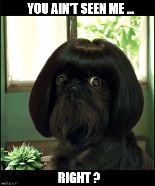 The Perfect Disguise ! | YOU AIN'T SEEN ME ... RIGHT ? | image tagged in dogs,wig,disguise | made w/ Imgflip meme maker