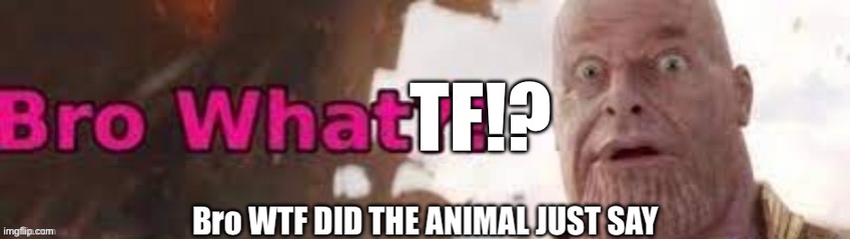 TF!? | made w/ Imgflip meme maker