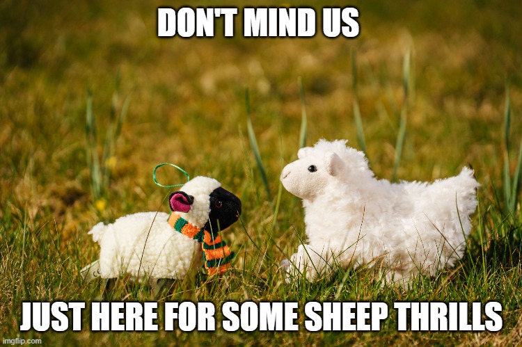 Sheep Fun | DON'T MIND US; JUST HERE FOR SOME SHEEP THRILLS | image tagged in sheep | made w/ Imgflip meme maker