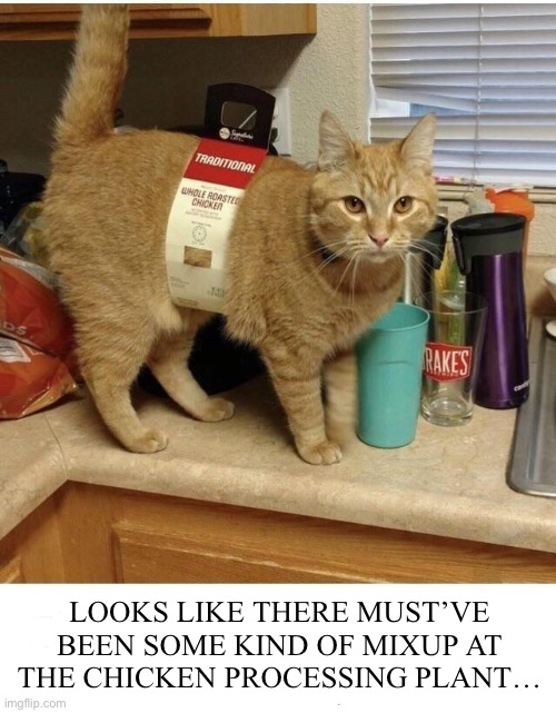 That’s the last time they’ll be shopping at that grocery store… | LOOKS LIKE THERE MUST’VE BEEN SOME KIND OF MIXUP AT THE CHICKEN PROCESSING PLANT… | image tagged in cats,mixup,roasted chicken | made w/ Imgflip meme maker