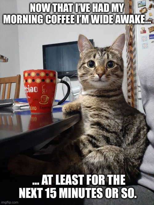 That’s a pretty long stretch of time… | NOW THAT I’VE HAD MY MORNING COFFEE I’M WIDE AWAKE…; … AT LEAST FOR THE NEXT 15 MINUTES OR SO. | image tagged in cats,morning coffee,wide awake | made w/ Imgflip meme maker