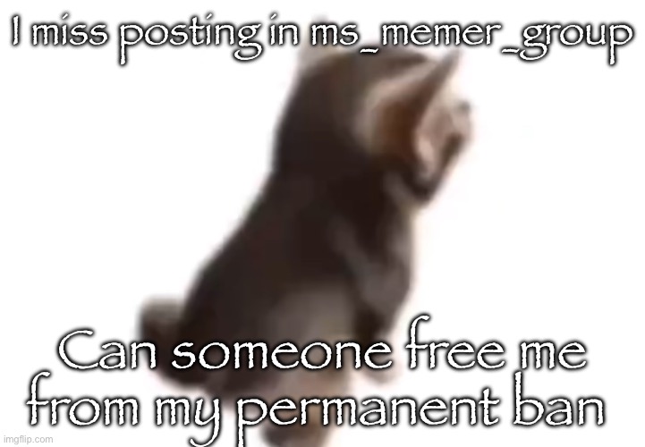 el gatito | I miss posting in ms_memer_group; Can someone free me from my permanent ban | image tagged in side el gatito | made w/ Imgflip meme maker