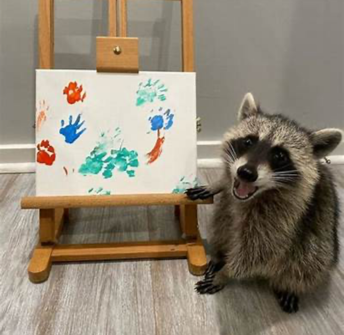 Raccoon explanation Blank Meme Template