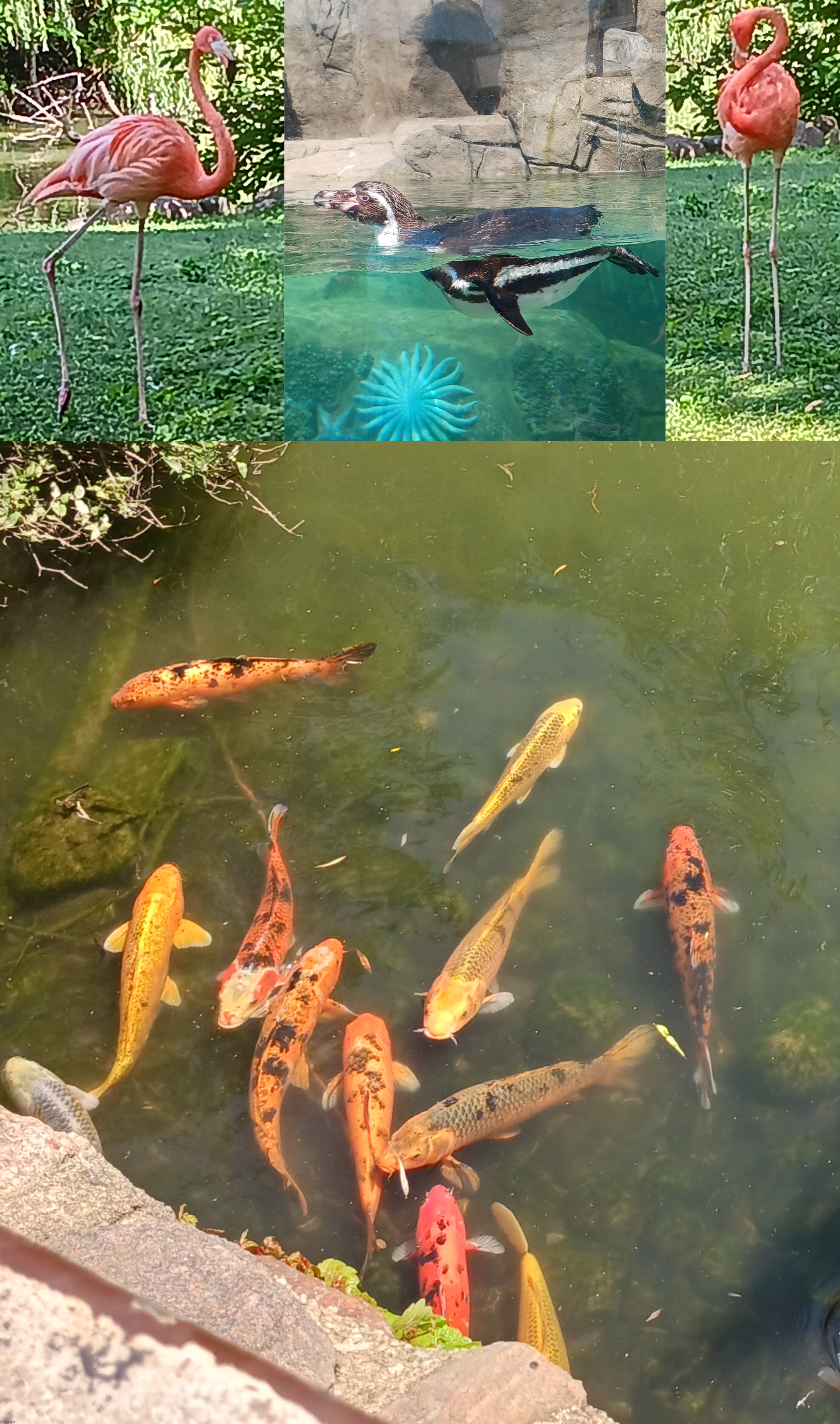 Zoo photos pt 1 | made w/ Imgflip meme maker