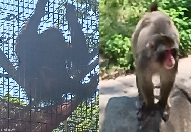 Monke ooh ooh ah ah ee ee | image tagged in milwaukee zoo | made w/ Imgflip meme maker
